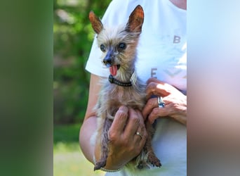 Yorki Gizmo - eine Handvoll Glück - Tierhilfe Franken e.V.
