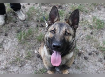 May, Malinois, geb. 2024, liebe Familienhündin-leider mit Handicap