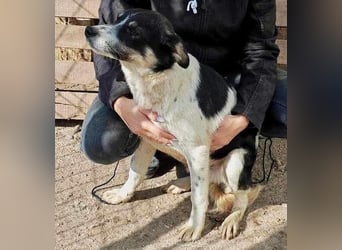 Freundlicher Junghund Bruno