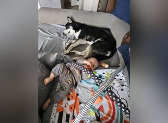 der sehr kinderliebe Blesse - aus 31675 Bückeburg sucht Dich!