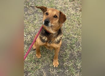 Tobi, geboren 01.04.2020, 40cm sucht sein Körbchen