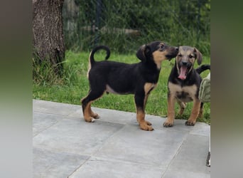 Toto der allerliebste Schatz