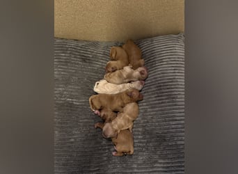 Cavapoo Welpen