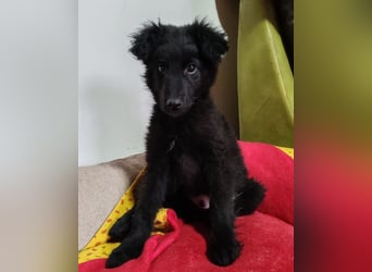 AMICO❤️ bezaubernder kroat. Schäferhund-Mix-Junge und eine pure 4-Pfoten-Amore