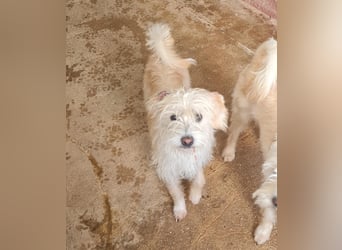 Pete - Sensibelchen sucht Familie