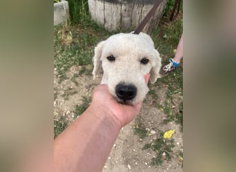 Lazar sucht ein Zuhause
