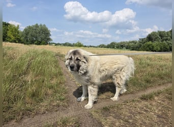 Max – Jung, klug, loyal