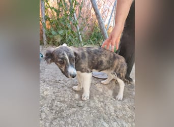 Sarabi, sucht ihre Familie