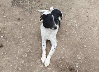 ♥ANGEL♥ so menschenbezogene, liebesbedürftige Hündin,die sich verzweifelt nach Zuneigung sehnt 46cm