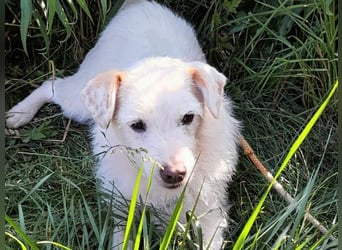 BENNY sucht ein Zuhause