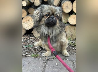 Odett, 1 Jahr, 25cm sucht ihre Leute