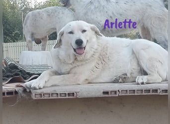 Arlette 09/2020 (ESP) - ruhige, noble und sanfte Herdenschutz-Mix Hündin!