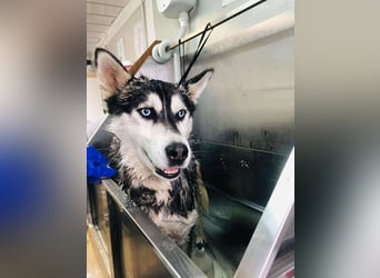 BANDIT - der verspielte und soziale Bursche möchte für immer ein Teil deiner Familie sein!