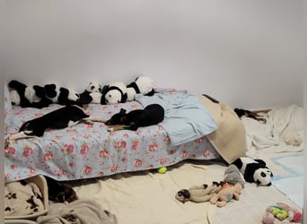Kleine Katja wartet auf ihre Menschen