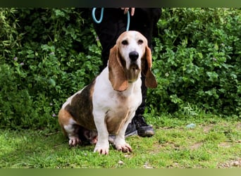 Bassant  - Basset Hound, lieb und verträglich