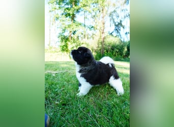 Amerikanische Akita