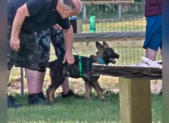 Dunkelgraue Schäferhunde aus Kör-u.Leistungzucht