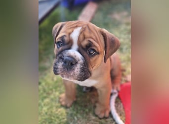 Continental Bulldog Welpen