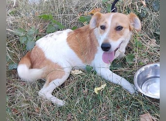 (R) ❤️ fröhliche kleine BLUNA - 2 Jahre, 35cm/7kg - Jack Russell-Mix
