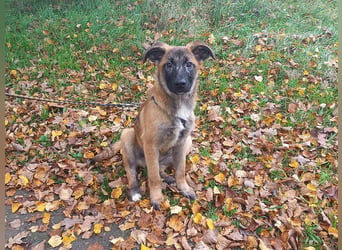 Mischlings Junghündin "Lina" sucht ein Zuhause