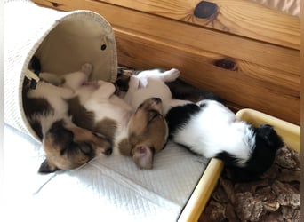 Kromfohrländer Welpen aus Hamburg suchen ein liebevolles Zuhause (Einkreuzprojekt)