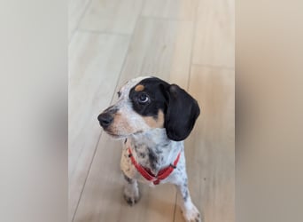 Beagle Mischlingsdame EADIE (*Dezember 2024) sucht eine Familie