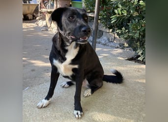 Nola sucht ein Zuhause