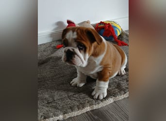 Englische Bulldogge  Welpen