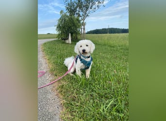 Balu - ist lebensfroh