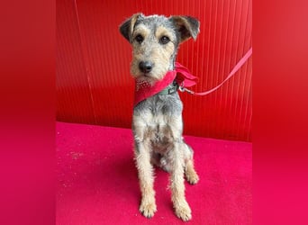 ❤️ superlieber PINO - 1 Jahr, 40cm/9kg - Foxterrier-Mischling