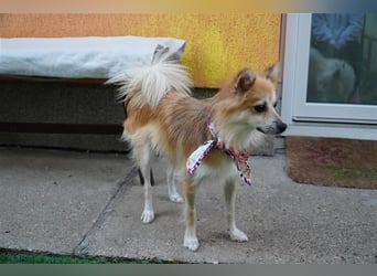 Foxy-SR, Sonnenanbeterin sucht Zuhause!