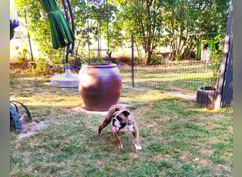  Heidi – kleine English Bulldog-Lady sucht Rasseliebhaber