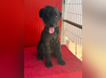 Bobo, Puli-Mix, Rüde, geb. 14.09.2023, 42 cm, 13 kg