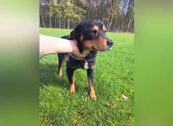 Duddi mittelgroßer Rüde Mischling Hund sucht Zuhause oder Pflegestelle