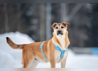 Freundlicher Tosha sucht seine warmes Körbchen