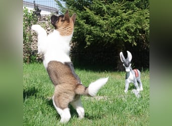 Echte reinrassiger American Akita Hündin