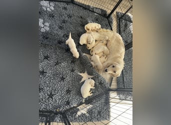 Golden Retriever Welpen aus verantwortungsvoller Zucht