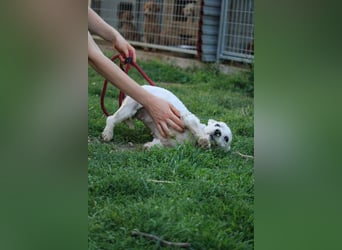 **RESERVIERT** Egres-PP, kleine Westie-Lady wünscht sich schönes Zuhause