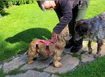 kuschlige Gioja, ein Hund für's Herz (Tierschutz)