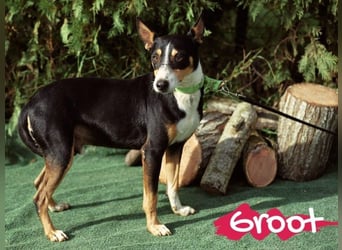 Groot 11/2018 (ESP) - sozialer und feinfühliger, kleiner Podenco-Mix!