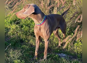 Draco (Spanien) – liebevoller Kämpfer sucht seine Familie