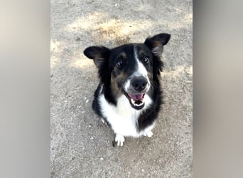 Freya – junge Border-Collie-Dame mit großem Herzen