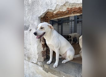Bella Mischlingshündin ca. 2,7 Jahre alt in Griechenland