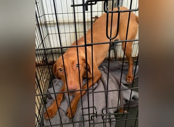 Levante sucht Vizsla Liebhaber
