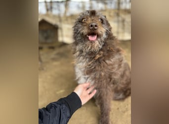Brios-LM, kleines Wildschwein sucht neues Zuhause!