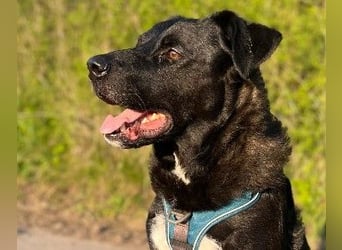 Oreo sucht sein Für-Immer-Zuhause