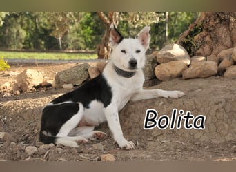 Darf sich Bolitas Traum dank Ihnen nun erfüllen?