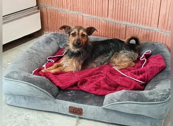 Bezaubernde GILDA-lustig,zuckersüß,voller Lebensfreude,lieb, neugierig sucht ihr "Für-immer-Zuhause"
