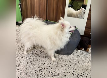 Louie SR – Ein kleiner Spitz mit großem Herz sucht sein Zuhause