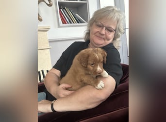 Nova Scotia Duck Tolling Retriever-Welpen – Einzigartige Schätze aus liebevoller Zucht